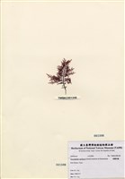 藏品(細翼枝藻)的圖片